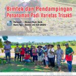Bimtek dan Pendampingan Penanaman Padi Varietas Trisakti